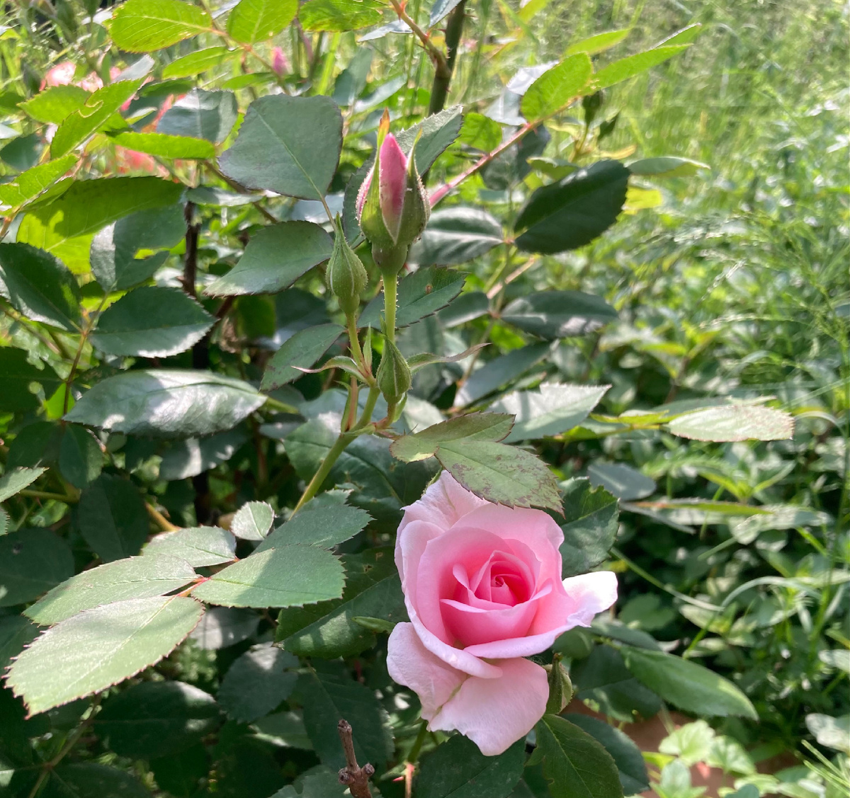 Моя парковая роза Прайри Джой