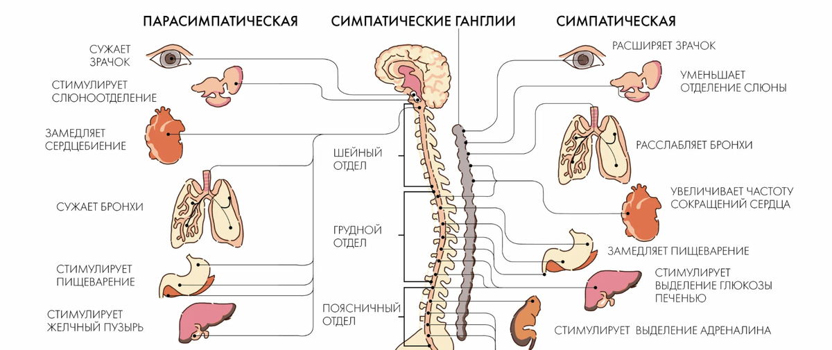 Симпатический и парасимпатический отделы автономной нервной системы. 