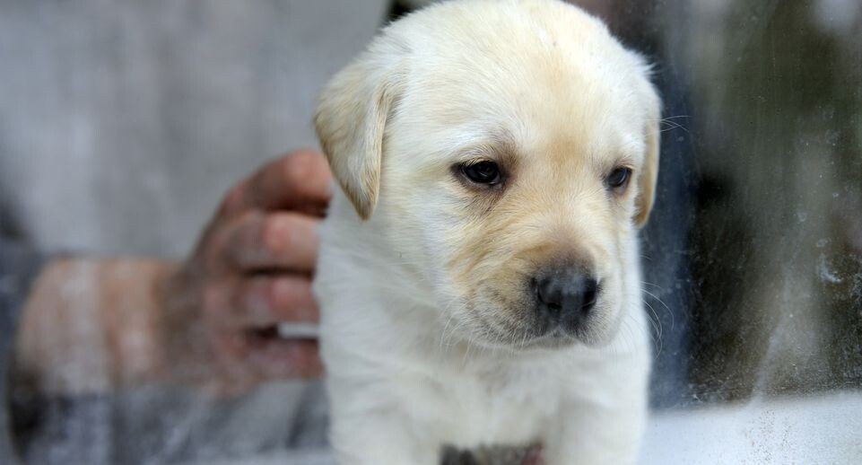    Медиасток.рф