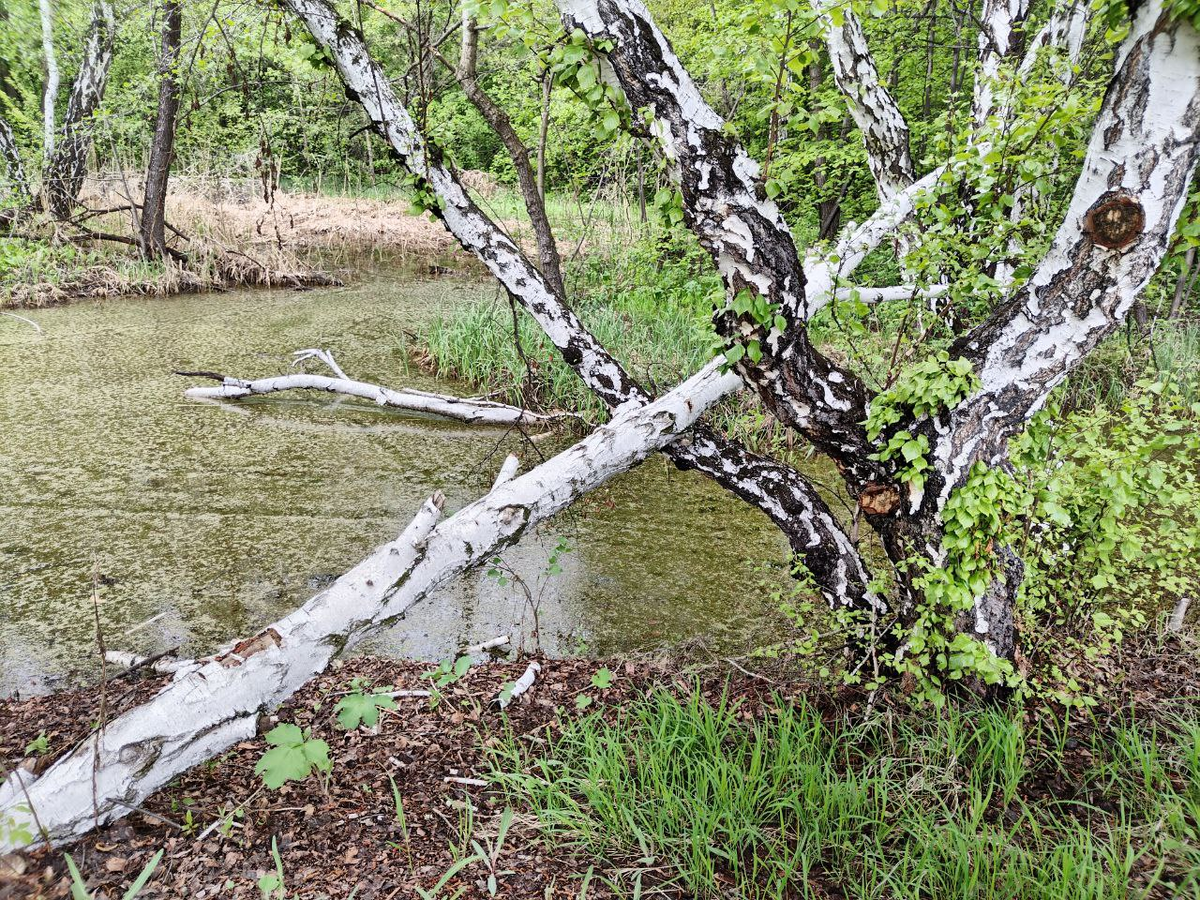 Фото автора.