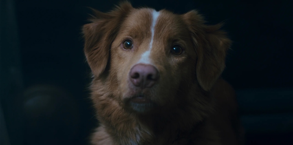 Автор фото: Кинопоиск