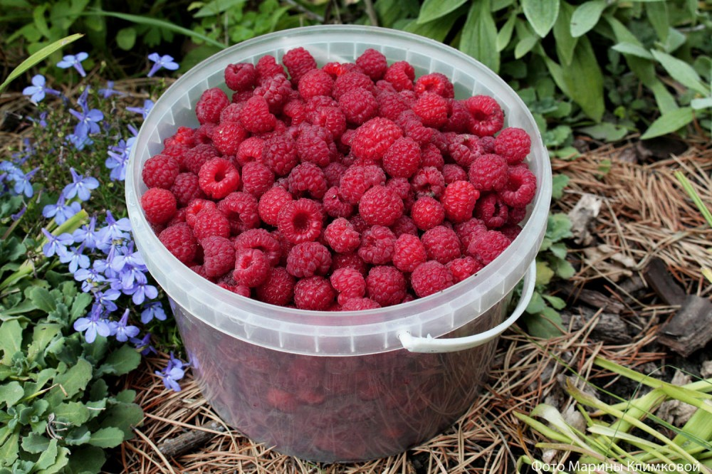 Урожай малины