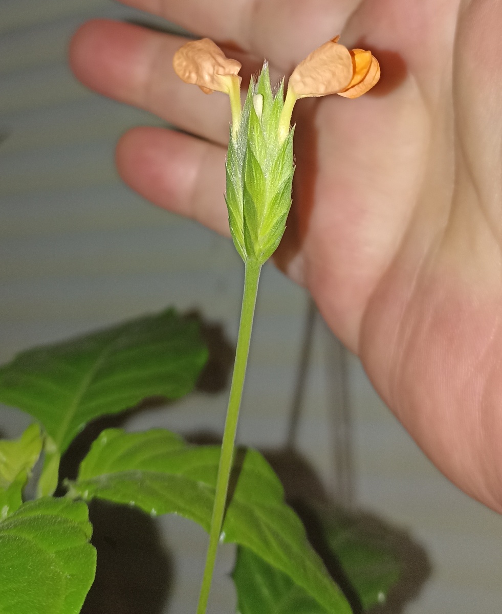 Начала распускаться  кроссандра оранжевая