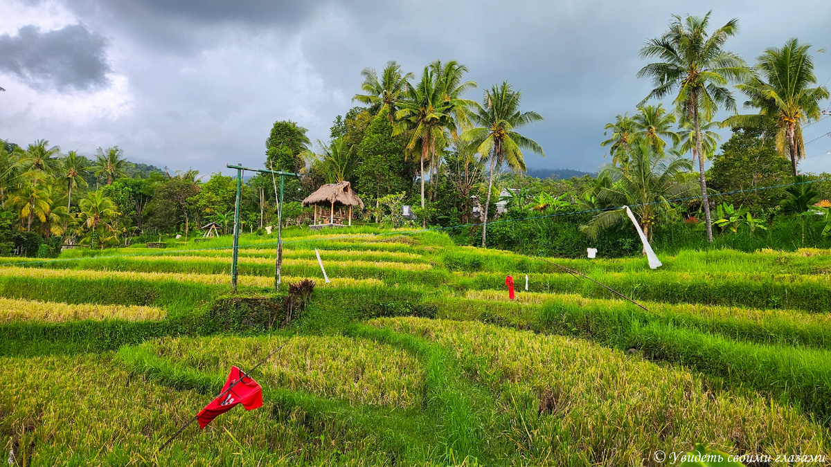 Рисовые поля в деревне на севере острова Бали