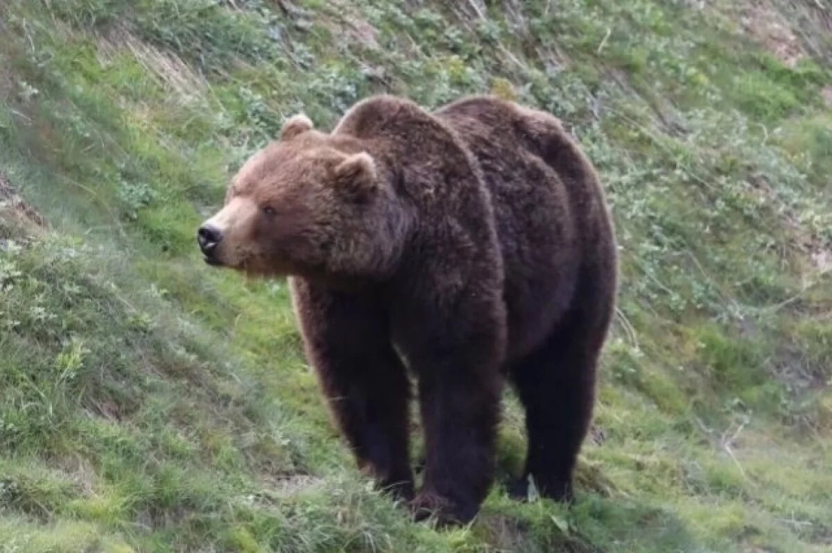    В муниципалитетах Псковской области ведется отстрел медведей