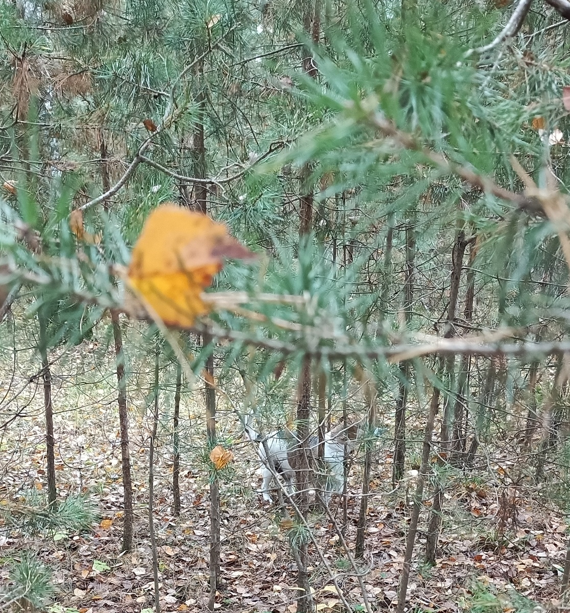 Фото по дороге, вышли в лесок немного погулять с собакой