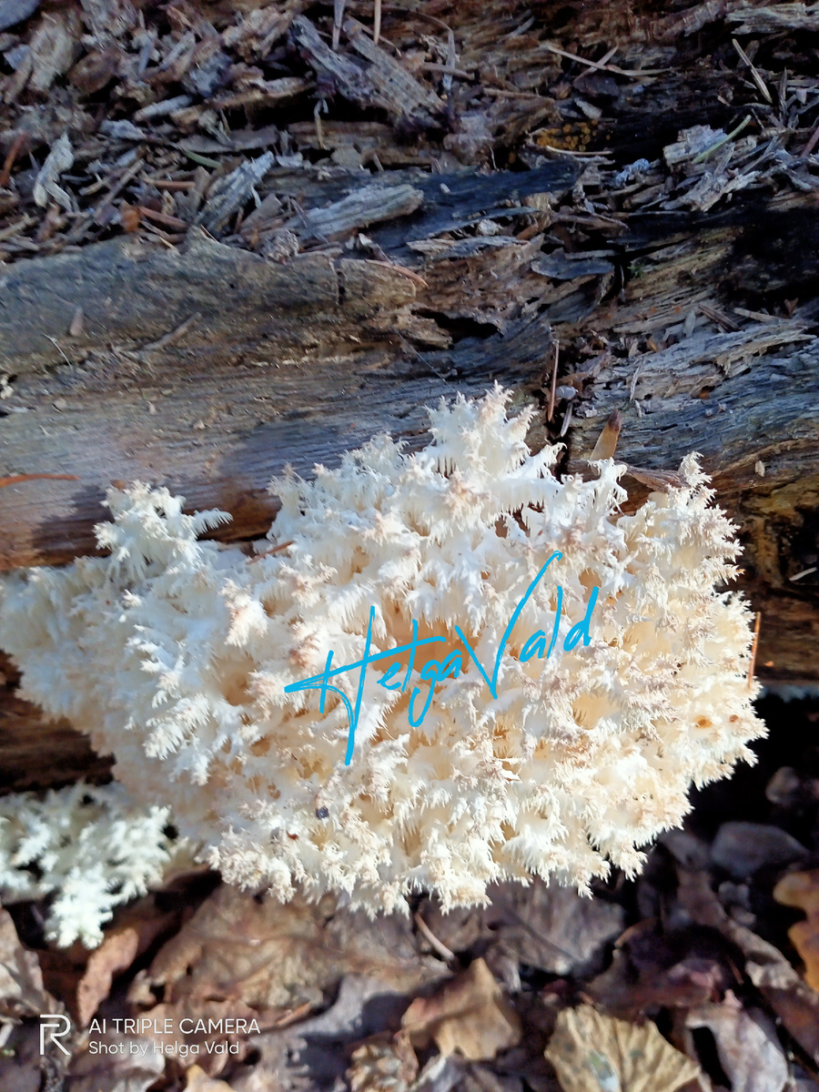 ЕЖОВИК КОРАЛЛОВИДНЫЙ в природе.