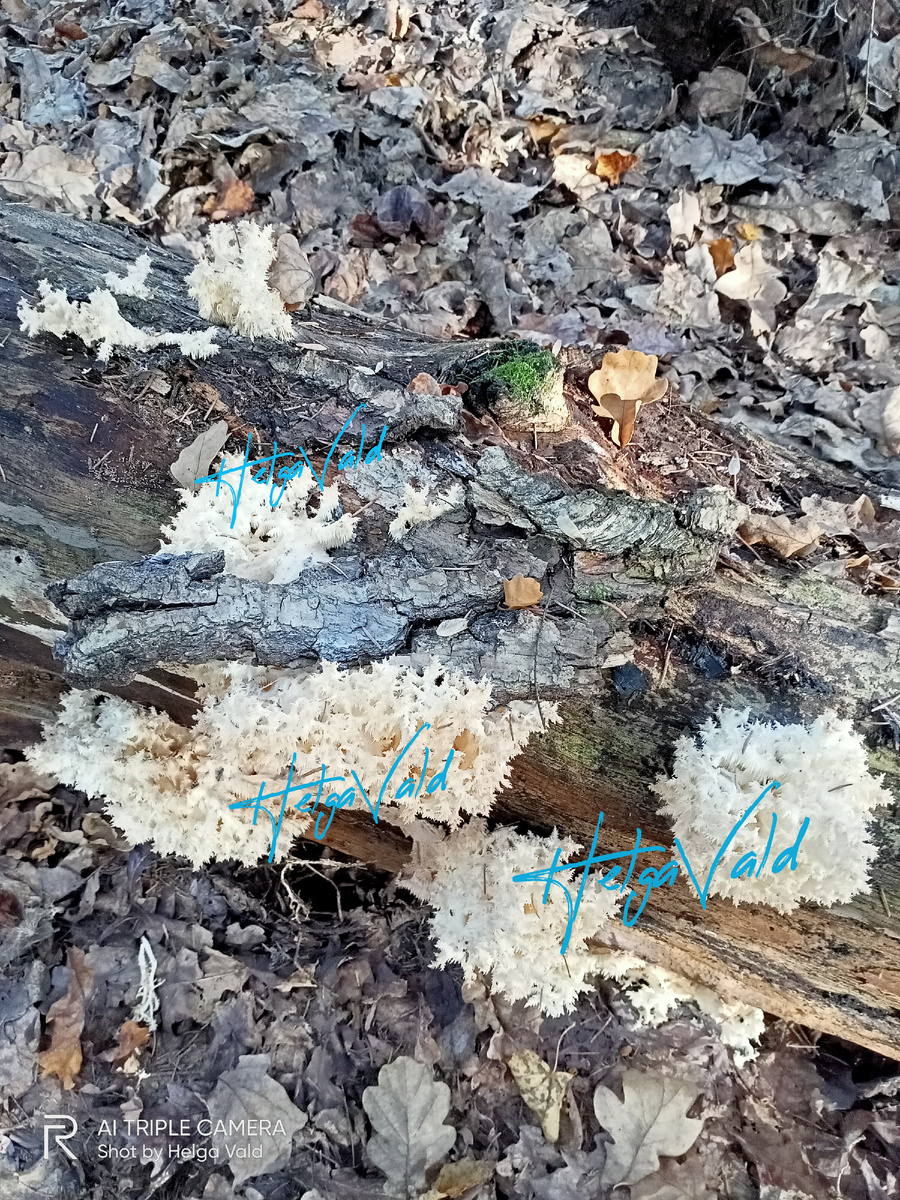 ЕЖОВИК КОРАЛЛОВИДНЫЙ в природе.