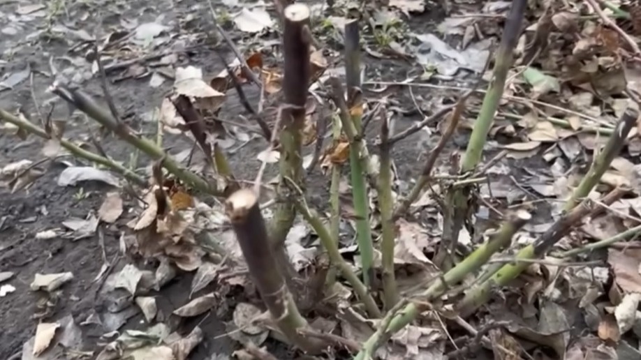 Результат неправильного зимнего укрытия - полностью погибший куст