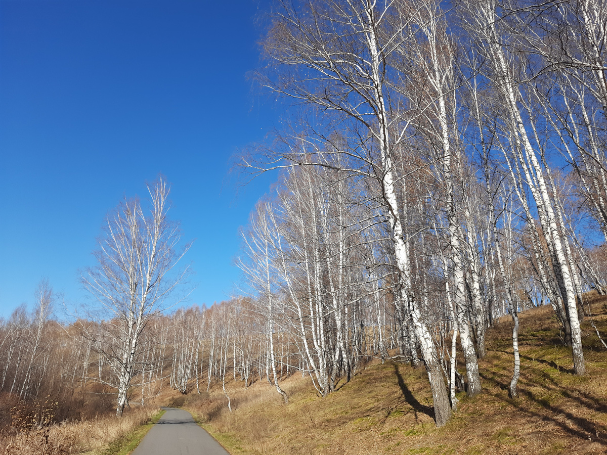 Берёзовая роща