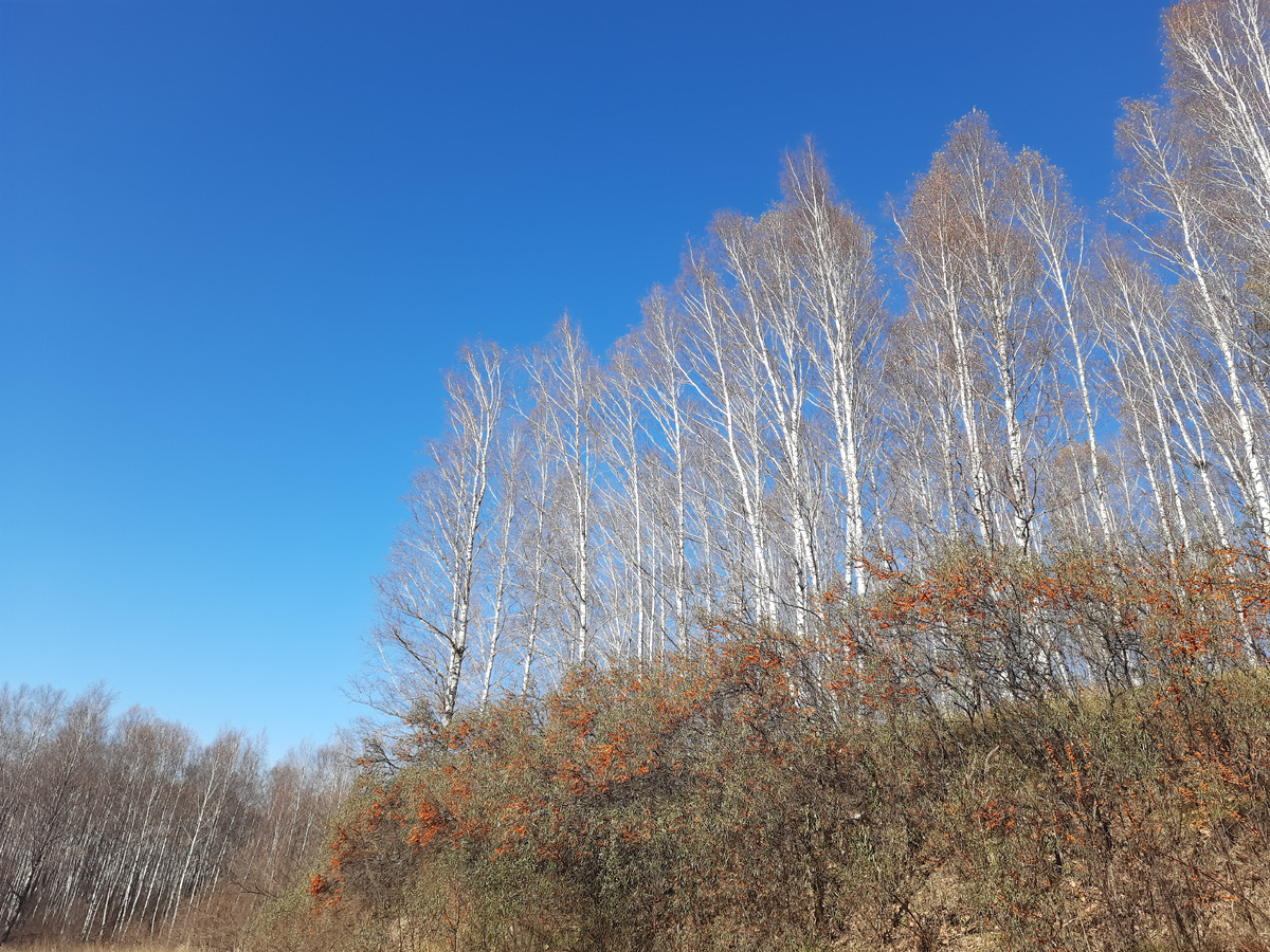 Берёзовая роща