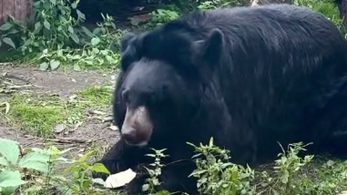    Фото: Скриншот с видео / «Московский зоопарк» / Telegram
