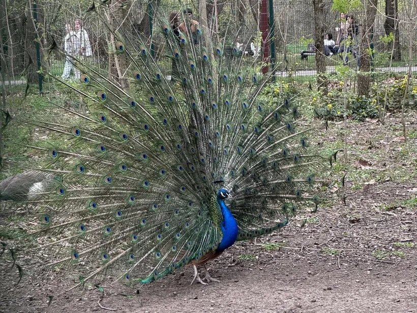    Фото: Екатерина Мухамедова/BFM Кубань