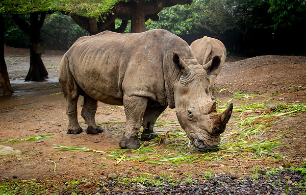 Jose Krishnawan/Shutterstock/FOTODOM