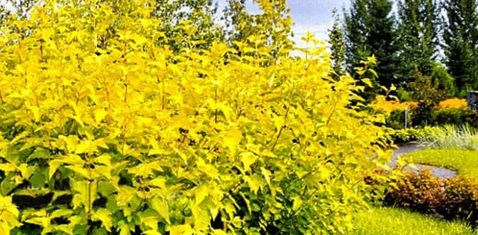 Пузыреплодник сорт "Nugget" (Самородок)