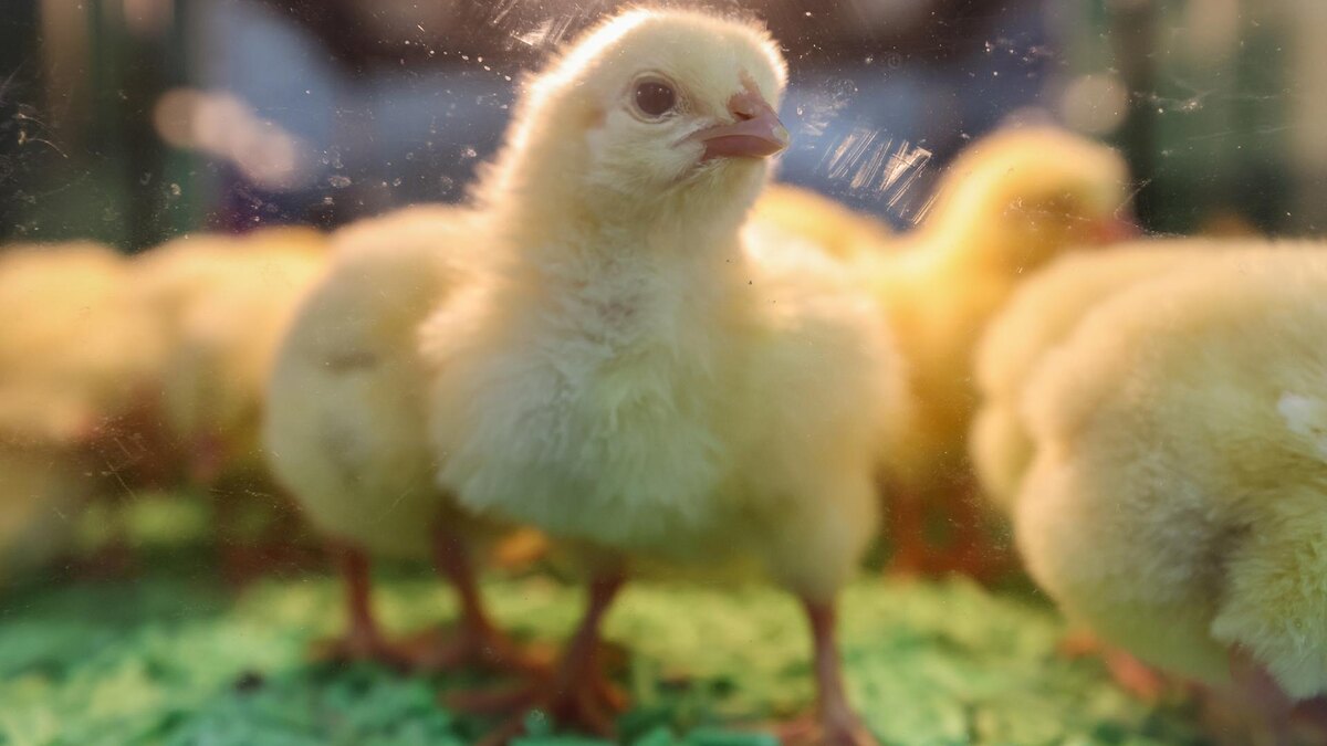    Фото: Belkin Alexey/globallookpress.com