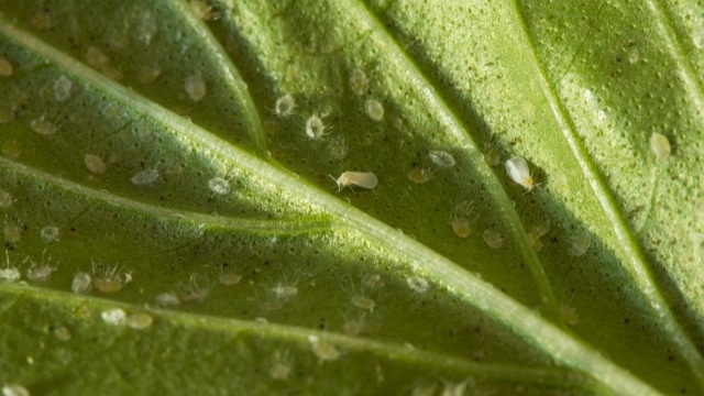  Результат нашествия белокрылки - пожелтевшие листья с сажистым грибком