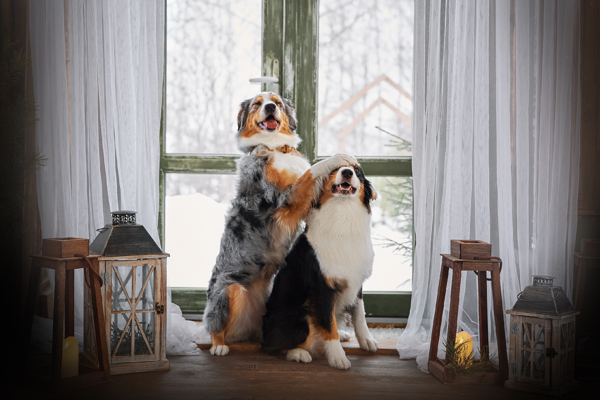 Иногда исполнение хромает и команда "Обнимай!" выглядит так