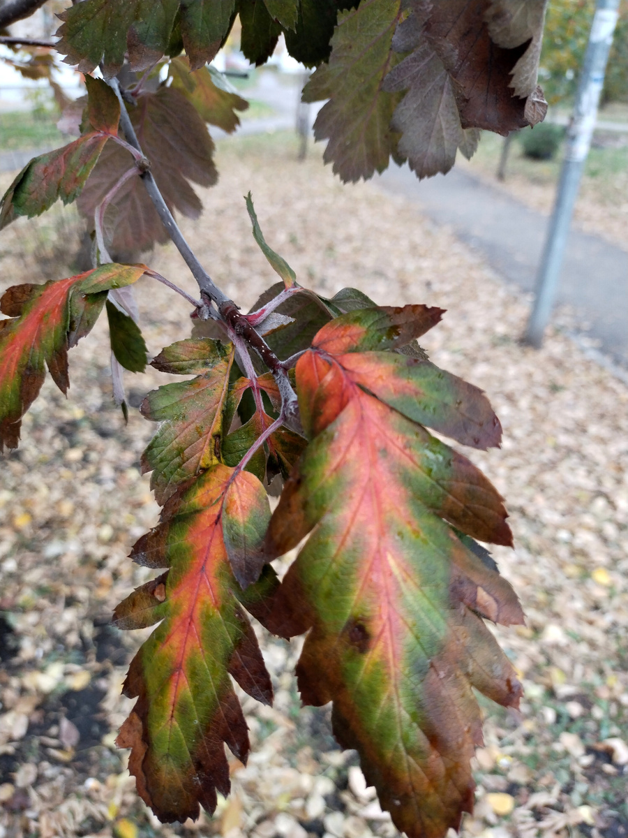 Удивление: листья рябины.