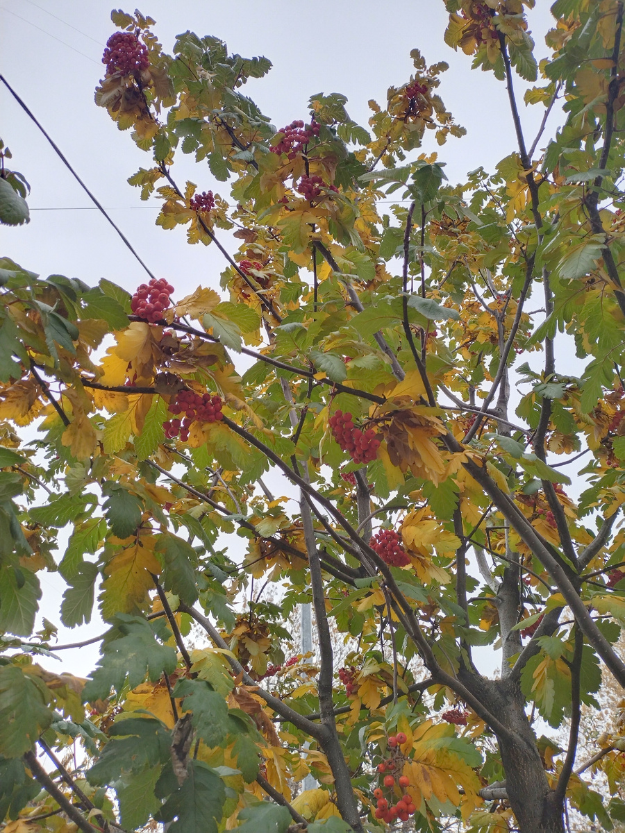 Ага. вот этой рябины!