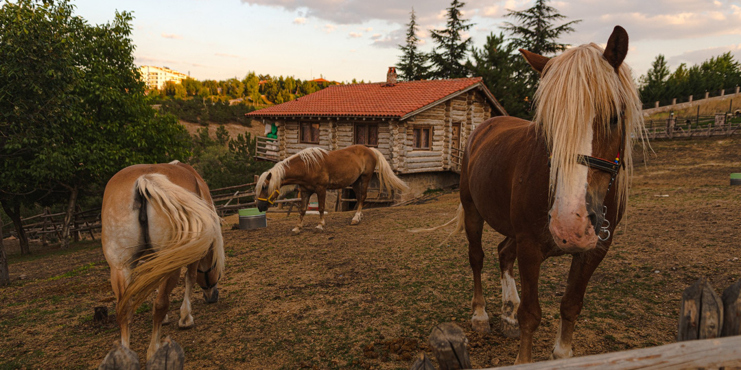 Названо самое смертоносное домашнее животное