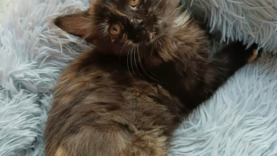 Ясю выбросили на Ярославском шоссе