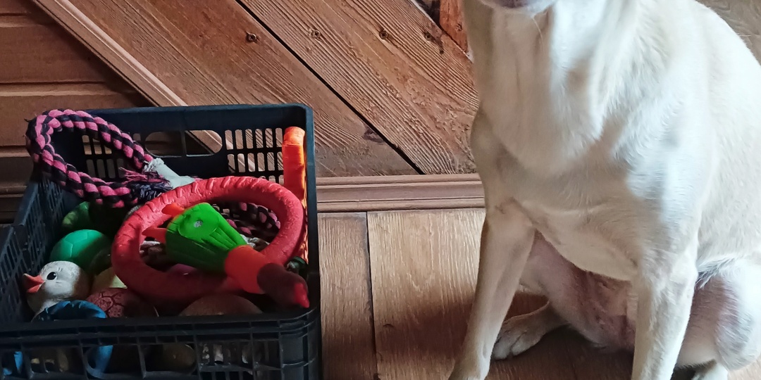 Забавы у ящика с игрушками. Как развлечь собаку и одновременно научить новым трюкам.