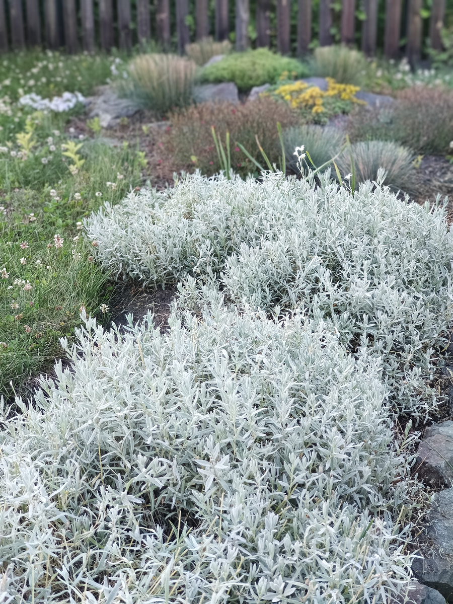 Серебряный коврик из ясколки