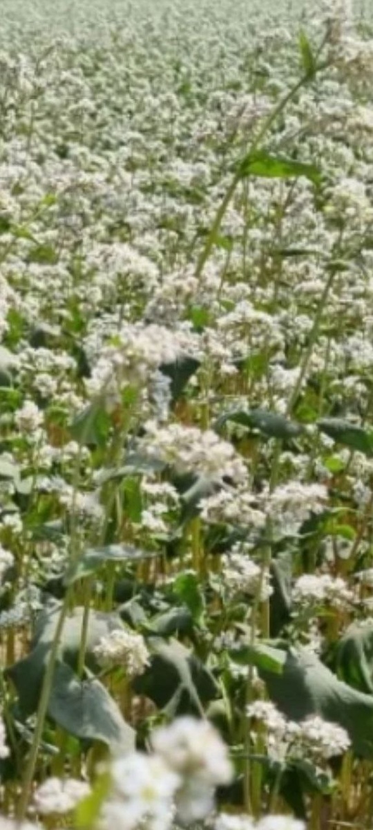 зацвели гречишные поля : самый лакомый пчелиный медонос