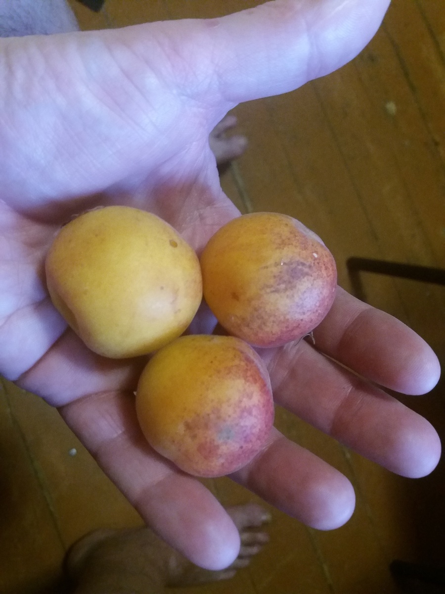 Мои абрикосы, сорт Брянский ранний