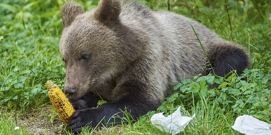    Фото: 123RF.com/xalanx