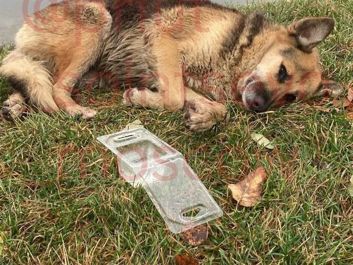 История потерянной души, нашедшей надежду