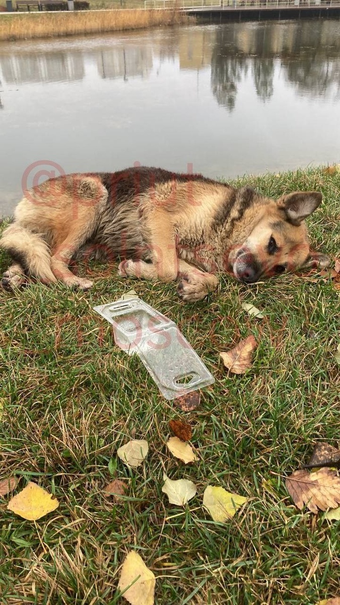 Кто сказал,что собакам не холодно?