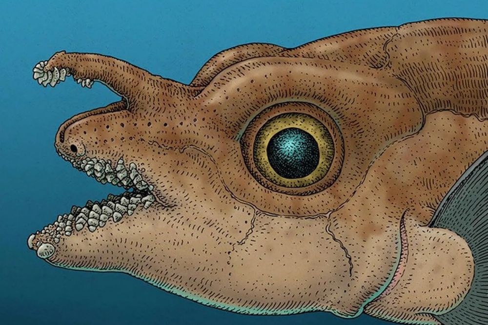    Ray Troll, Science Daily