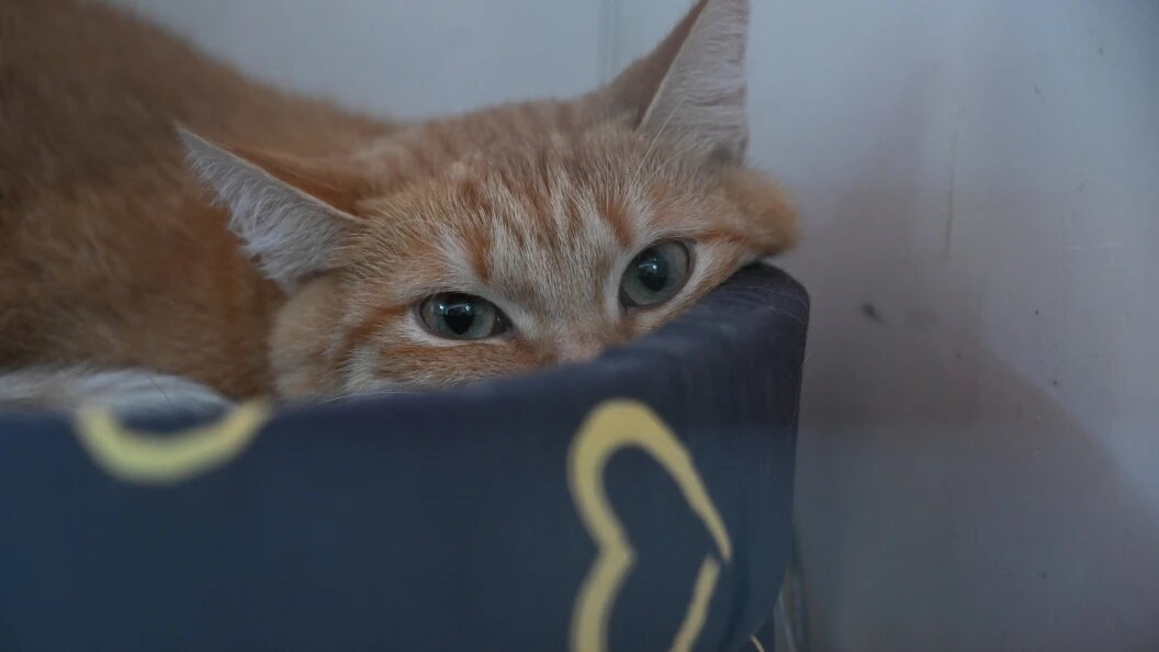    Фото: Komsomolskaya Pravda/Globallookpress.