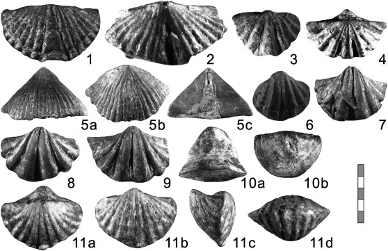 Брахиоподы триаса.