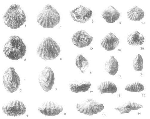 Позднетриасовые брахиоподы.