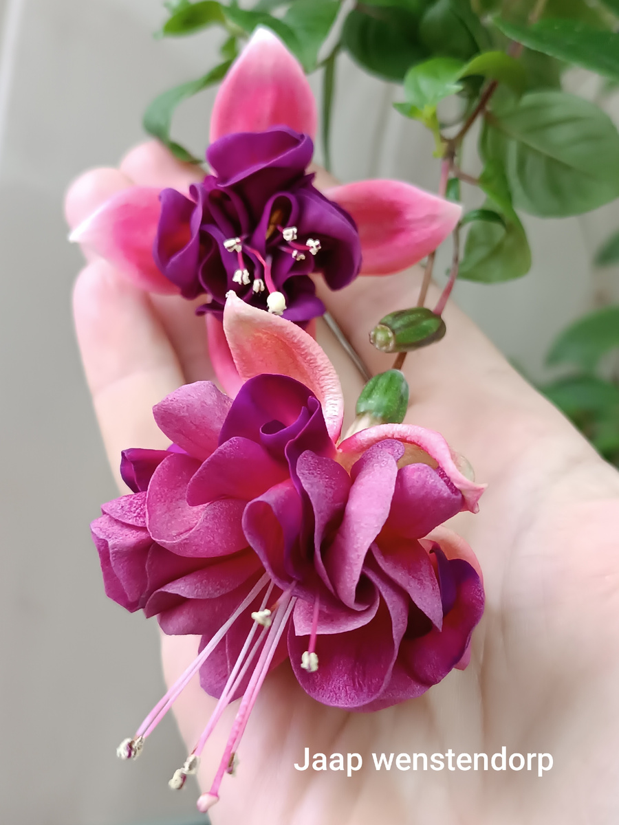 Моя красота))) 