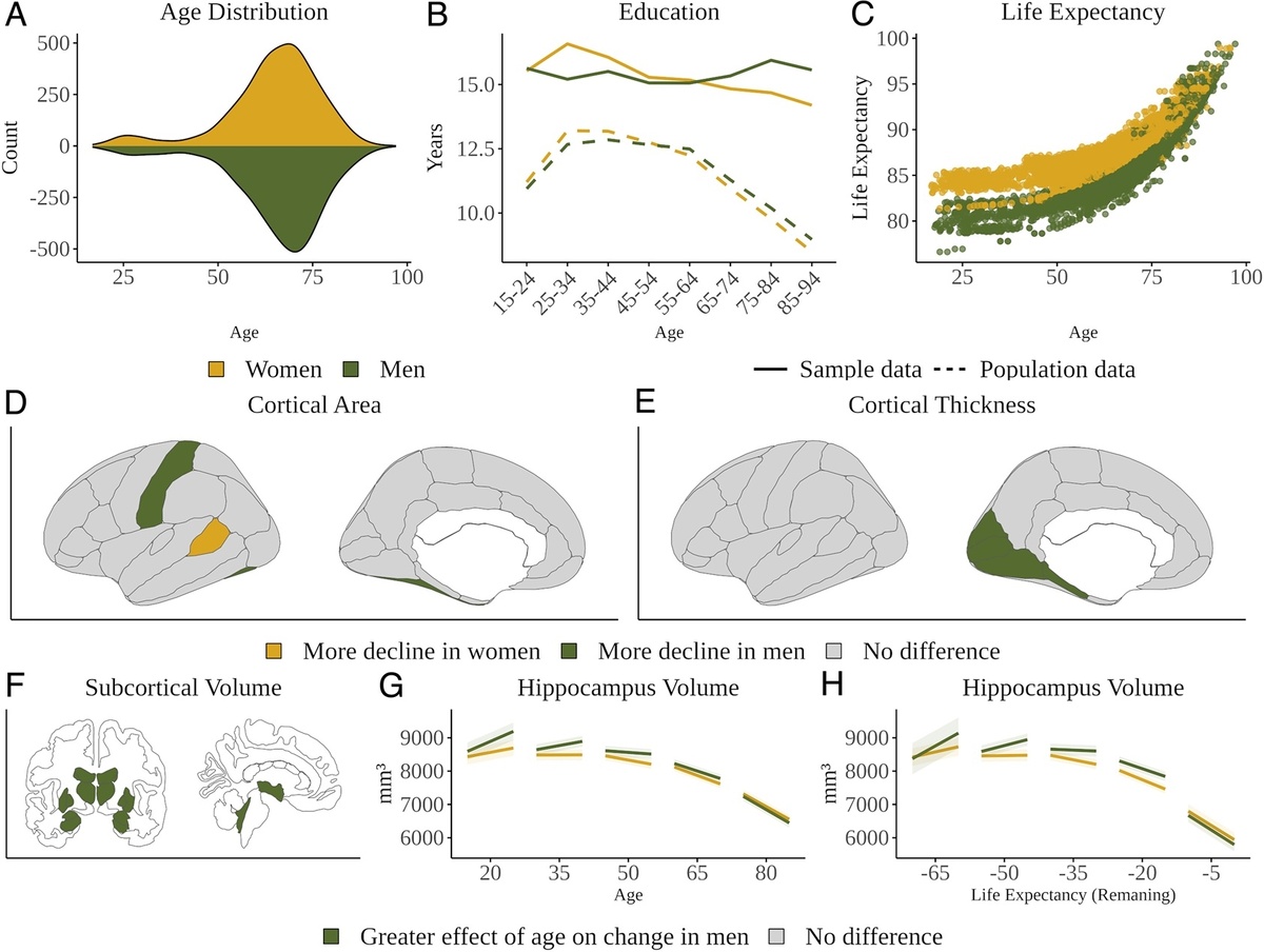    (A) Распределение по возрасту, (B) образованию и (C) ожидаемой продолжительности жизни в зависимости от пола. Половые различия в (D) толщине коры (CT) и (E) площади поверхности (SA) (с поправкой на размер головы). (F) Зависимые от возраста половые различия в подкорковых объемах (с поправкой на размер головы). Гиппокамп в зависимости от возраста (G) и предполагаемой продолжительности жизни (H) с интервалом в 10 лет. Уменьшение объема гиппокампа не отличалось в более старшем возрасте (G), но было больше у женщин с поправкой на продолжительность жизни (H), что объясняется очевидным меньшим уменьшением у мужчин на более поздних сроках предполагаемой смерти.https://www.pnas.org/doi/10.1073/pnas.2510486122