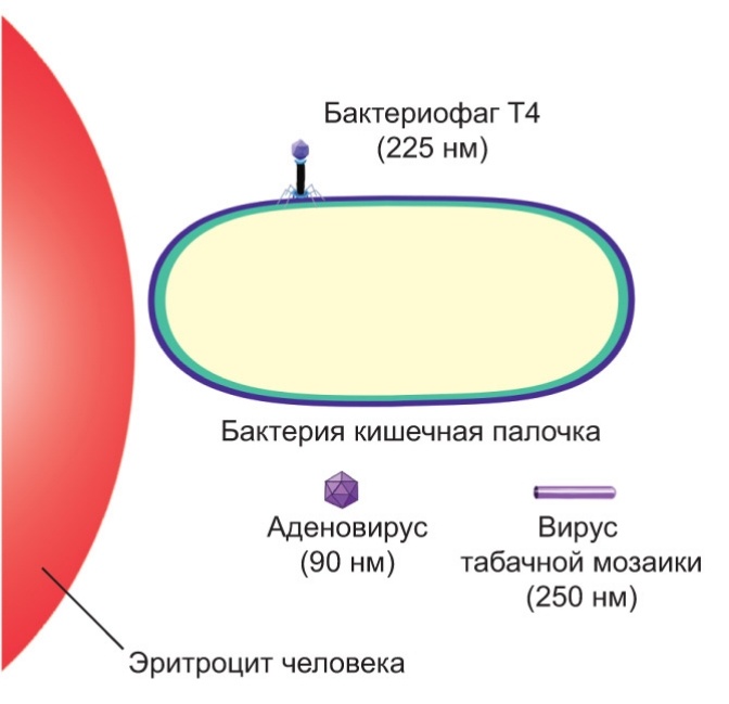 Соотношение размеров человеческой клеткой - эритроцита и бактерии кишечной палочки 