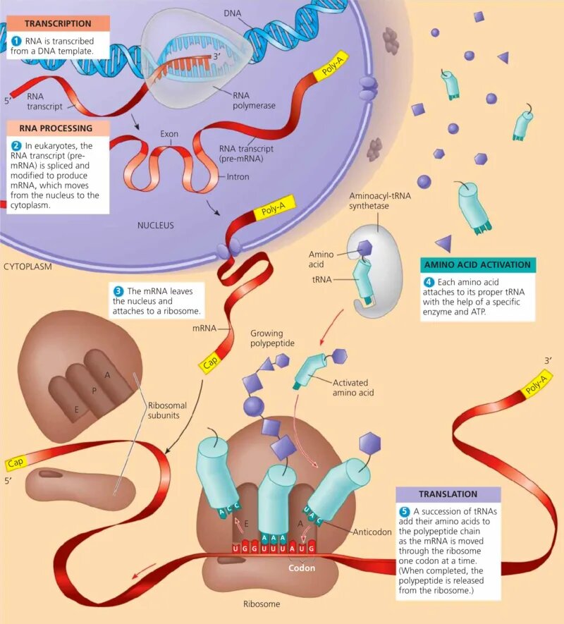 Рис. 1. Транскрипция, процессинг и трансляция в клетке эукариот.
