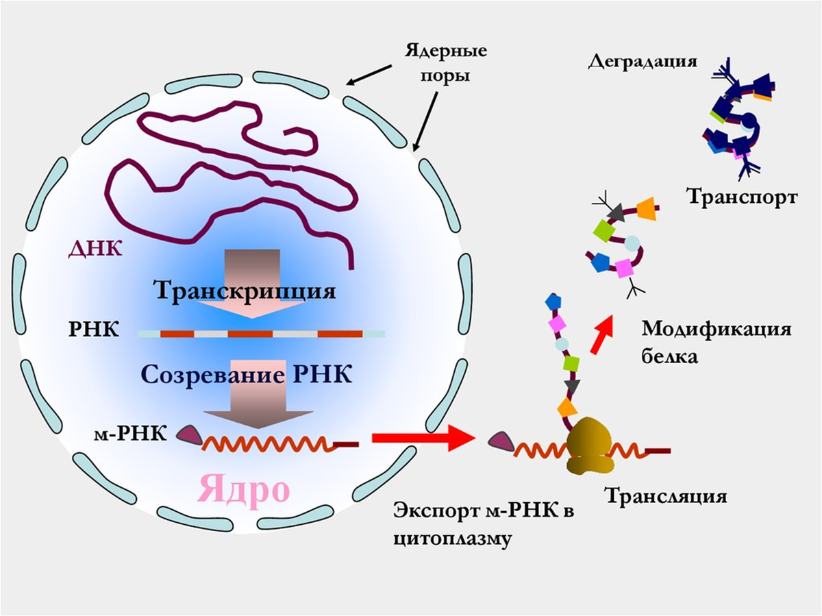 Рис. 2. Транскрипция, процессинг, трансляция и модификация белка в клетке.