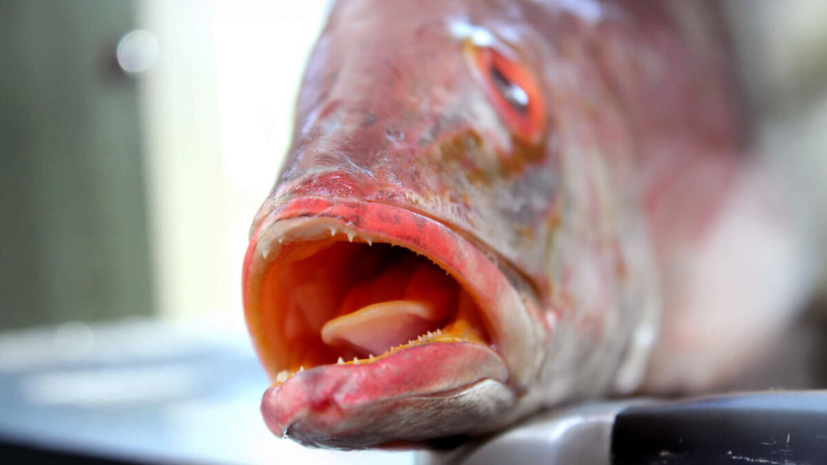     Фото: KITCHENADE/Shutterstock/FOTODOM Язычная кость у рыбы — это неподвижная костная структура, которая защищает сосуды, участвует в глотании и, у некоторых видов, служит оружием