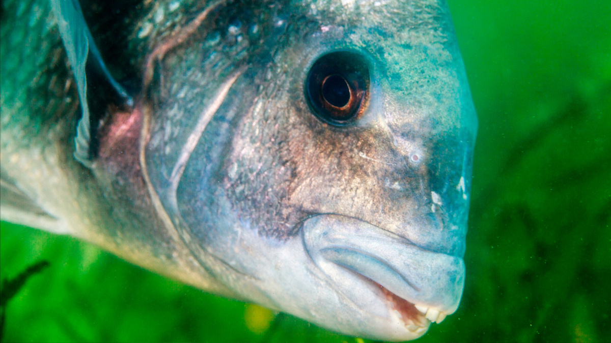    Рыба-овцеголов. Фото: Danita Delimont/Shutterstock/FOTODOM