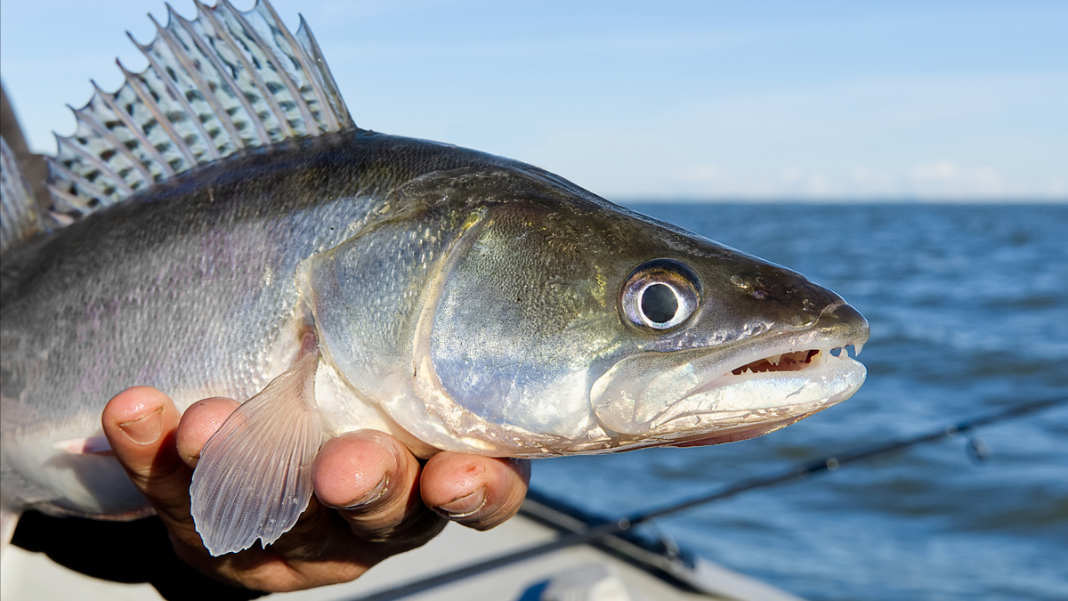    Судак. Фото: InFocus.ee/Shutterstock/FOTODOM