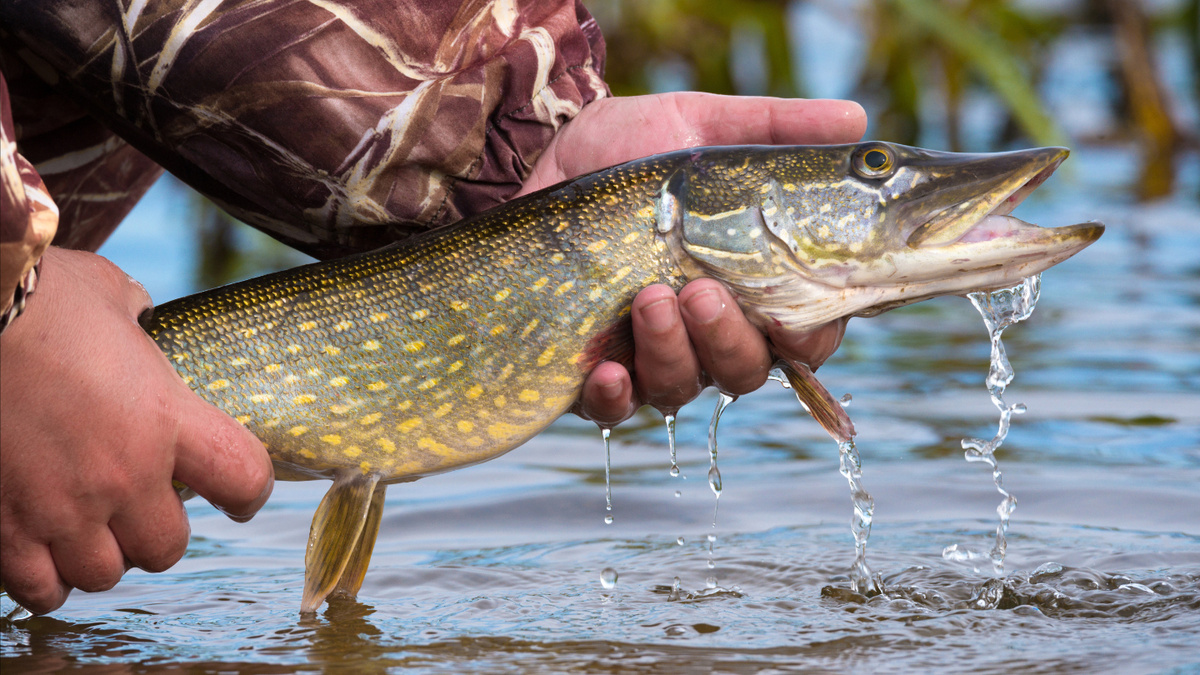    Щука. Фото: Vlad Sokolovsky/Shutterstock/FOTODOM