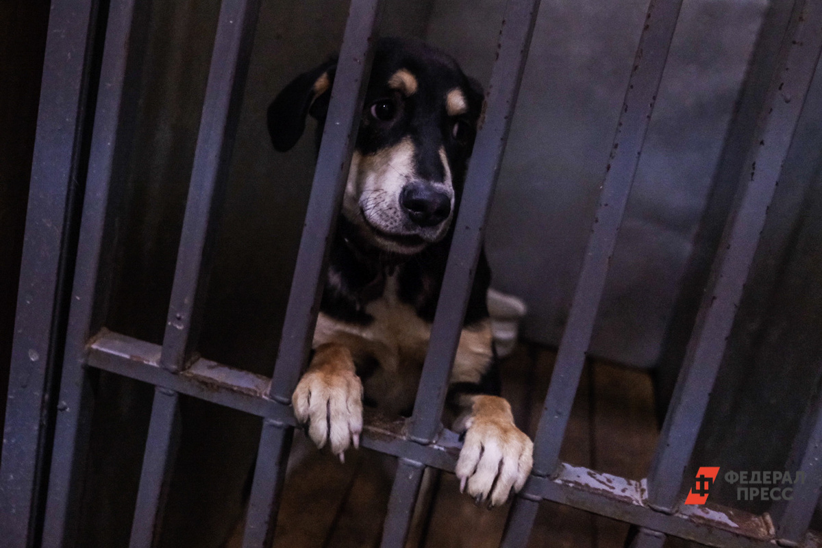 Сейчас в регионе действуют 18 частных приютов для животных без хозяев.  Фото: Фото: ФедералПресс / Полина Зиновьева