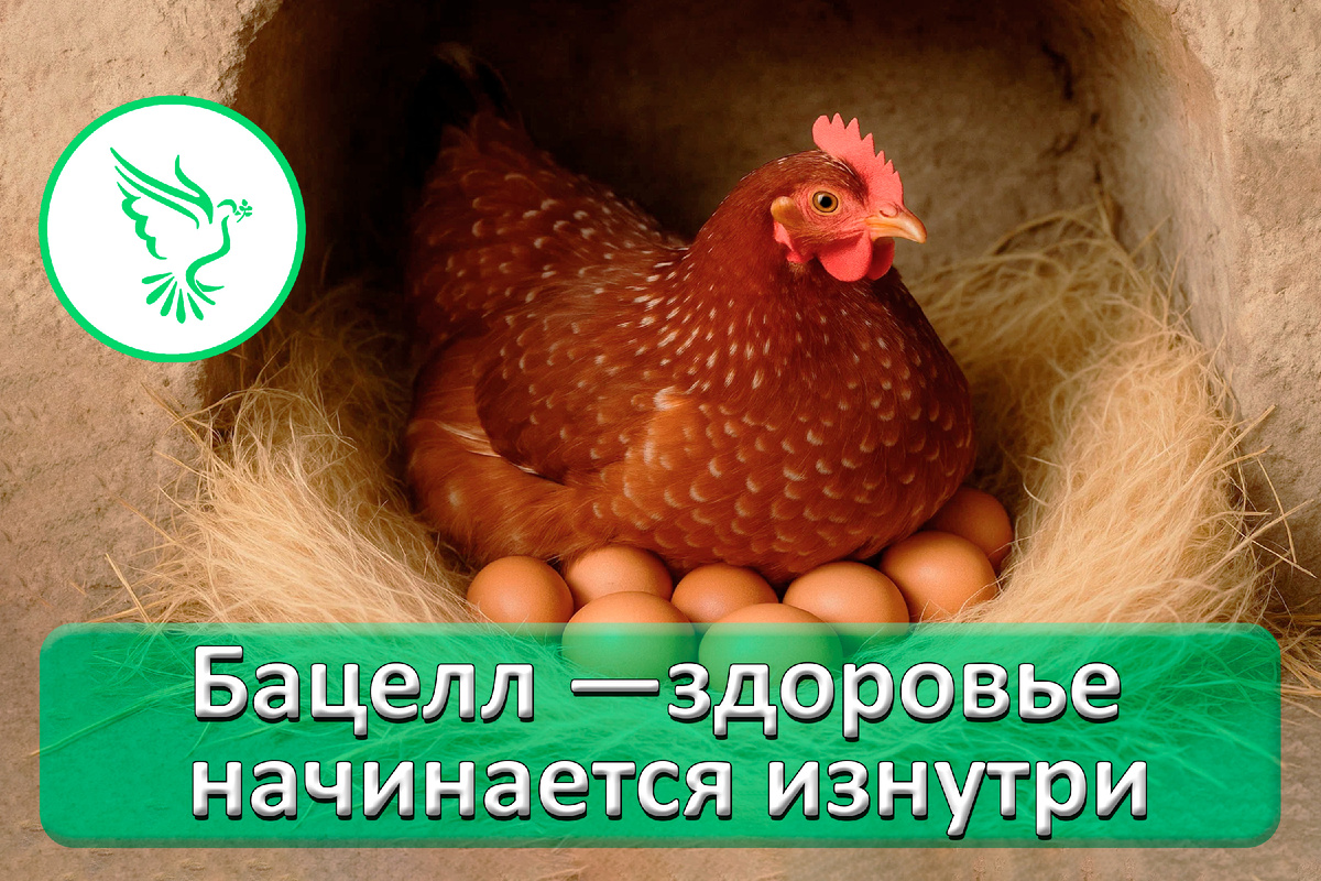 Бацелл — эффективный пробиотик для кур