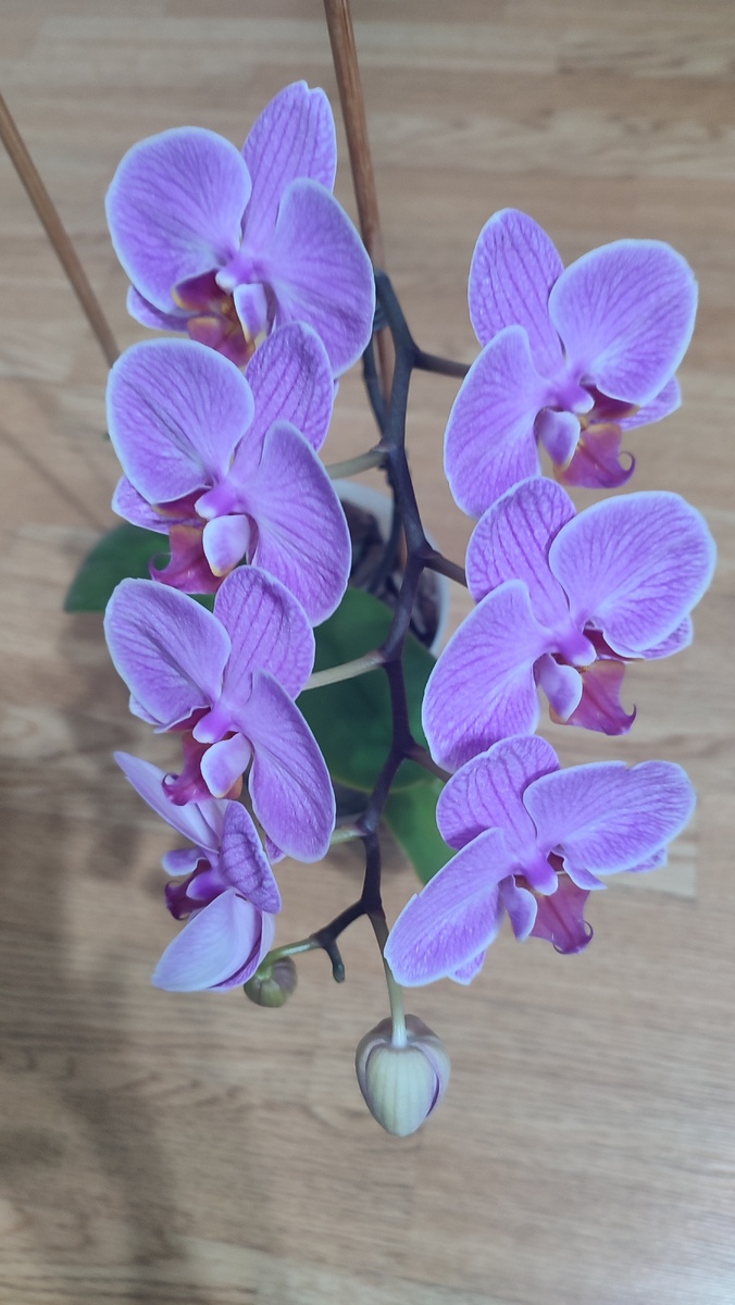 Моя красавица орхидея. Фото автора. 