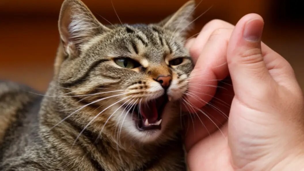    фото: коллаж Царьграда